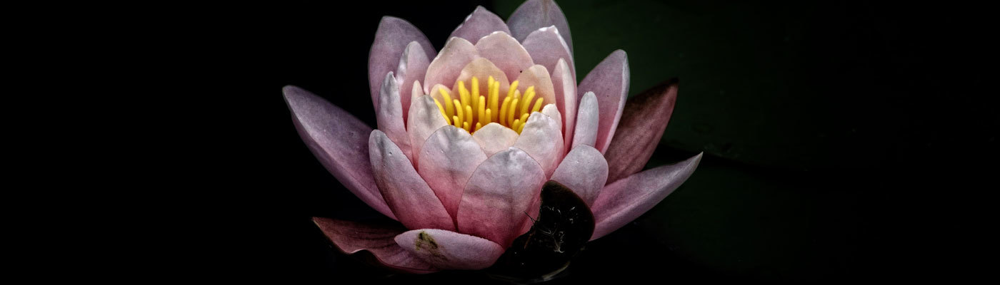 All about lotus (padmasana)